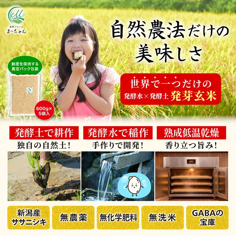 先行予約 発芽玄米 ササニシキ 3kg(600gx5袋)   令和8年 無農薬 新潟県産 発芽玄米