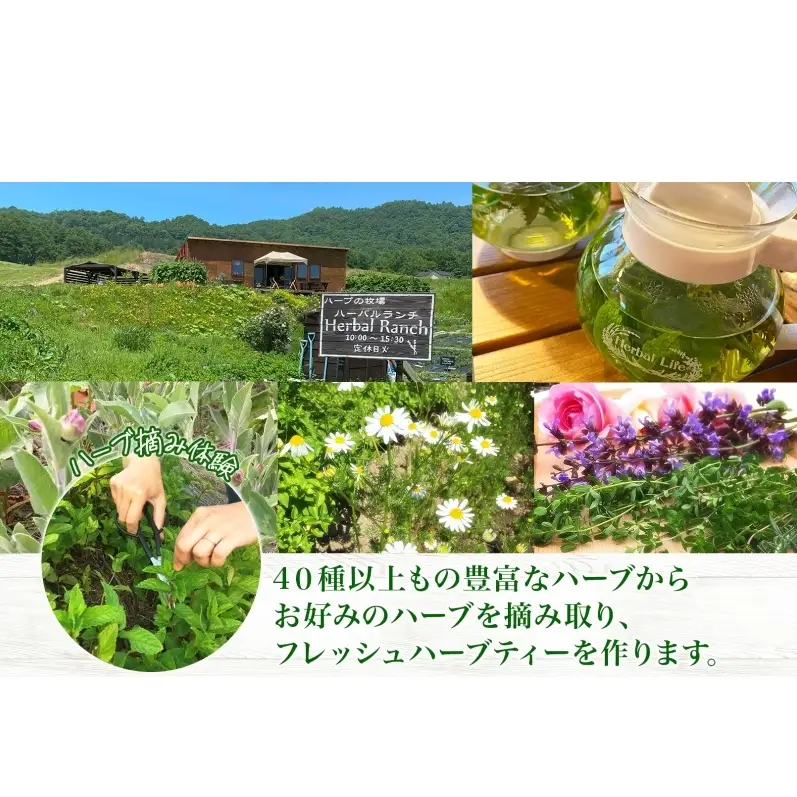 ハーブティー作り体験 摘みたて ハーバルランチ ハーブティー作り体験