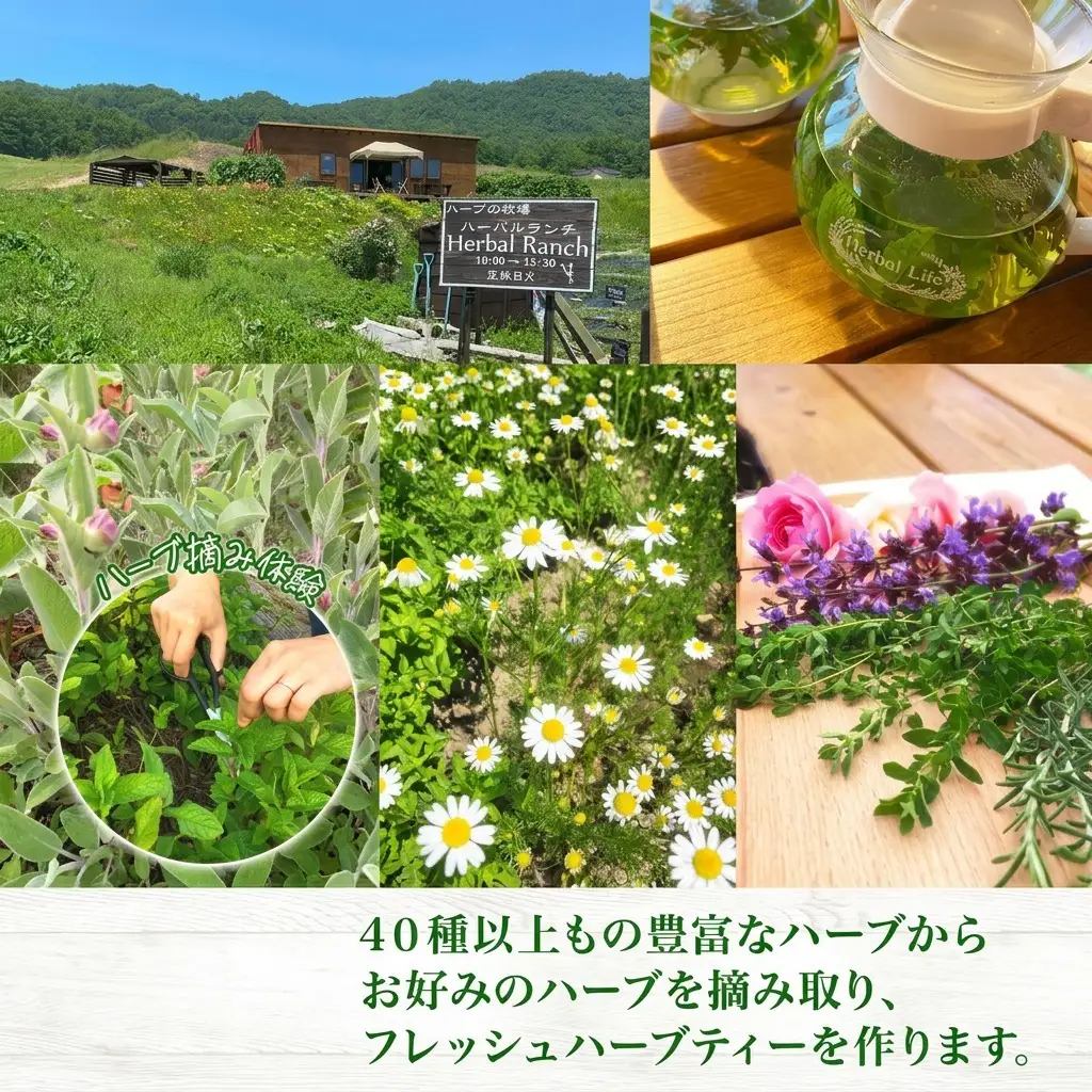 ハーブティー作り体験 摘みたて ハーバルランチ ハーブティー作り体験【2枚】