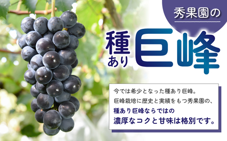 【先行受付2026年発送】種あり巨峰2kg（4~6房）｜秀果園　※2025年9月上旬~10月下旬順次発送予定