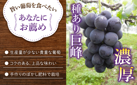 種あり巨峰 約2kg（5～6房）【葡萄園グレープスグレープス】※2026年9月上旬以降お届け予定