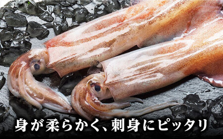 対馬産 ヤリイカ 刺身用 6杯 冷凍配送 小分け いか 新鮮 海鮮 冷凍配送 [WCS003]