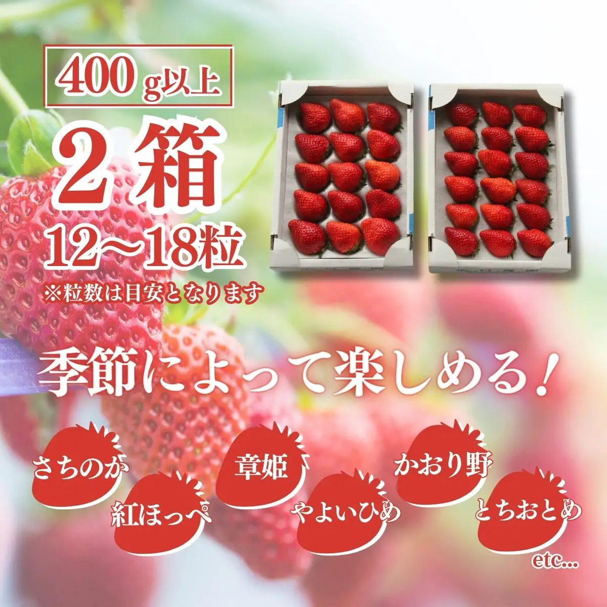 【先行予約】【1月から発送】山武市産 甘熟いちご 800g以上 おすすめの品種をお届け ／ふるさと納税 いちご イチゴ 苺 果物 くだもの フルーツ 旬のくだもの 季節のフルーツ 千葉県 山武市 SMB001
