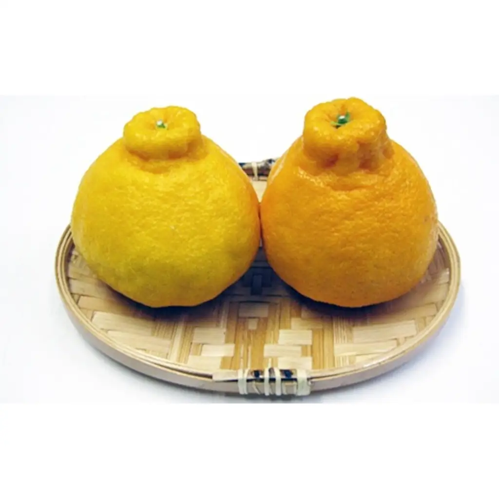デコポン 不知火 化粧箱 柑橘 デコポン【約3kg 7〜15玉】 【46311551】