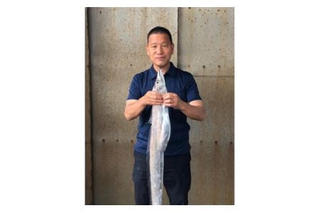 紀州 太刀魚 ドラゴンサイズ（１ｋｇ以上）(B296-1)