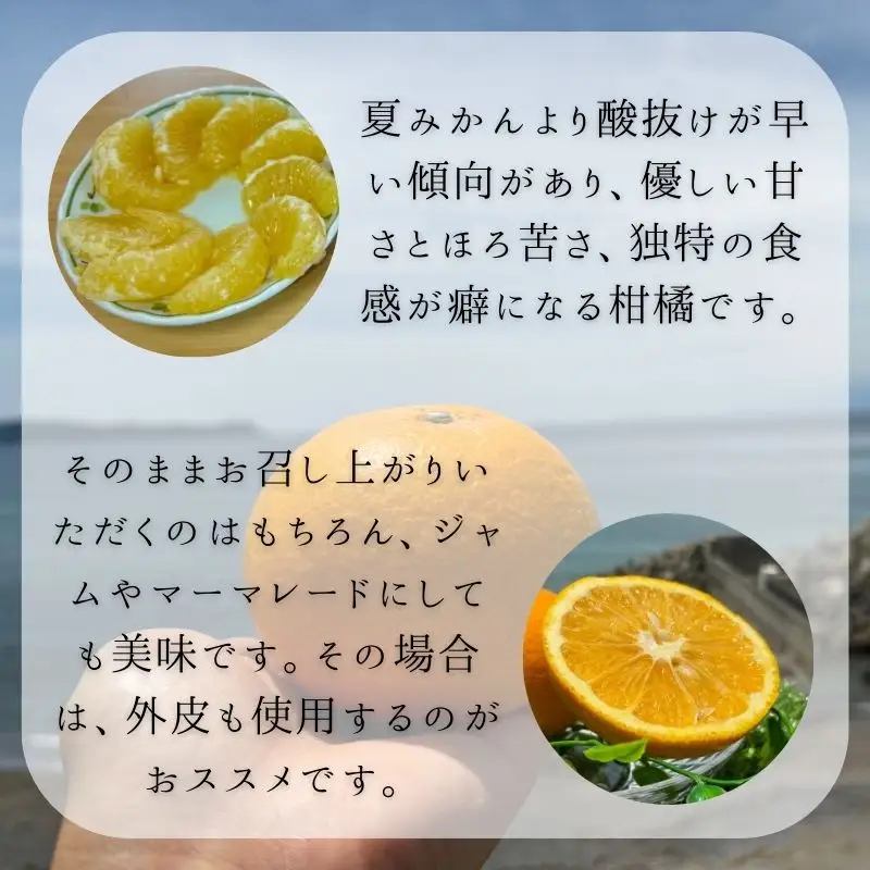 甘夏（約10kg）(B144-1)