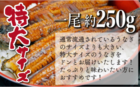 【数量限定】	特大くしまの黒潮うなぎ蒲焼2尾（合計500g前後）_K023-007