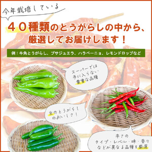 【十色とうがらしファーム】とうがらし＜旬の品種詰合せ＞【11100-0805】