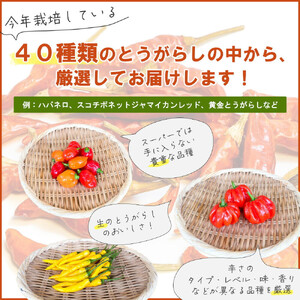 【十色とうがらしファーム】とうがらし＜激辛＞品種詰合せ【11100-0806】