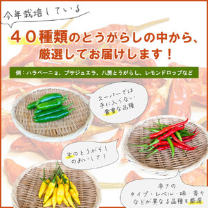 【十色とうがらしファーム】とうがらし＜中辛＞品種詰合せ【11100-0807】
