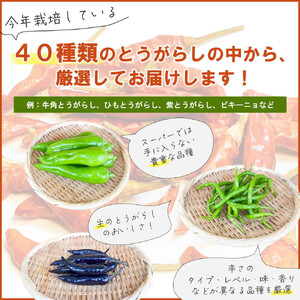 【十色とうがらしファーム】とうがらし＜旨辛＞品種詰合せ【11100-0808】