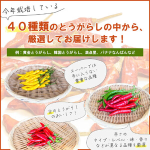 【十色とうがらしファーム】世界のとうがらし詰合せ＜アジア＞【11100-0809】