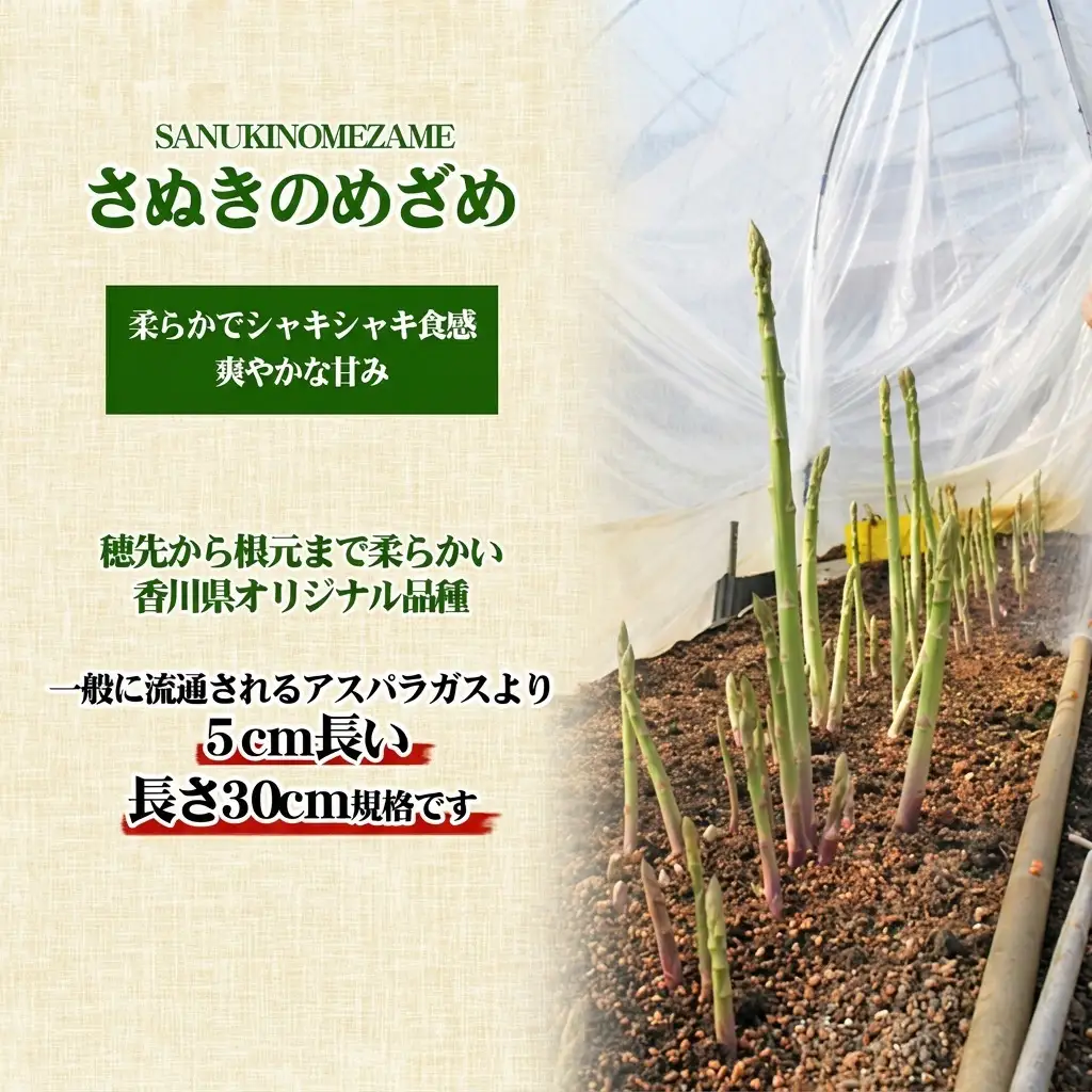 アスパラガス さぬきのめざめ セミロング アスパラガス【約1kg 30cm 2L〜L】 【46311644】