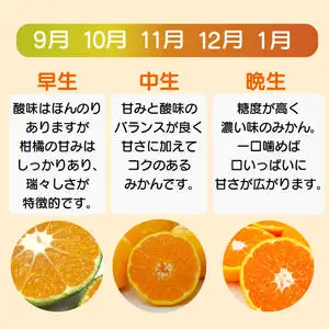 【先行予約】訳あり 愛媛みかん 3kg 人気 みかん 冬 秋 旬 厳選 光センサー選果 柑橘 かんきつ 果物 くだもの 国産  少量 お試し フルーツ スイーツ デザート ご褒美 みかん 蜜柑 大小 サイズ ミックス 不揃い 傷 温州 温州みかん 美味しい 農家直送 地場産品 こだわり みかん職人武田屋 愛媛県 愛南町