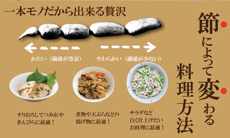 【先行予約】まるごと一本！氷詰めレンコン（1.5～2kg） 蓮根 レンコン 潮風F B140-001
