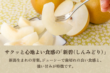 【2024年】【贈答用】和梨 新碧 3kg（5?8玉）《9月中旬から順次発送》 果物 なし 梨 フルーツ 新鮮 新潟のフルーツ産地 加茂市 まるさん金子果樹園 梨