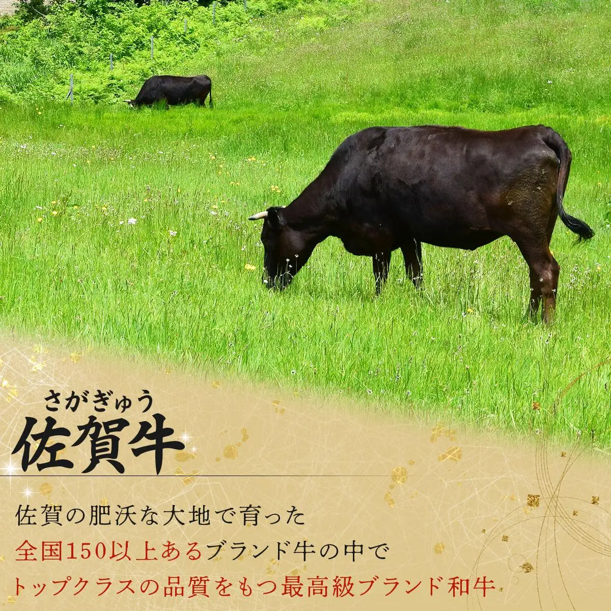 老舗49年 佐賀牛セット(定期便年12回)