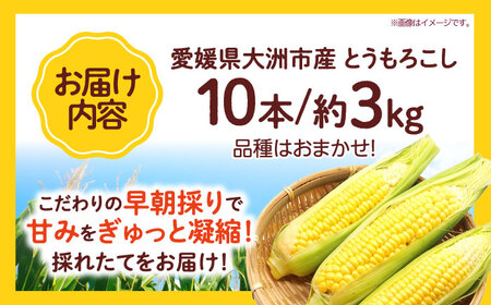 朝採り とうもろこし 10本 野菜 甘い とうもろこし 新鮮  /愛たい菜[AGAP014]