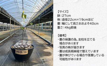 Dioscorea Mexicana メキシコ亀甲竜 （個体番号MKR-16） 長与町/アグリューム[EAI141] 観葉植物 植物 観葉植物 植物