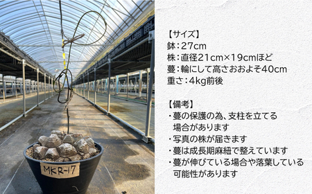 Dioscorea Mexicana メキシコ亀甲竜 （個体番号MKR-17） 長与町/アグリューム[EAI142] 観葉植物 植物 観葉植物 植物
