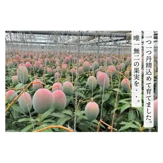 【2027年8月より順次発送】稀少プレミアム！！豊見城市産キーツマンゴー 約1.5kg(2～3玉) (BV001-1)