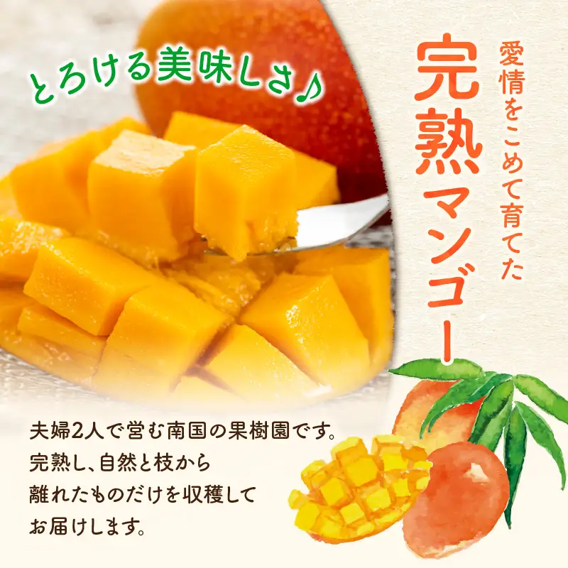 【 2027年先行予約 】ファーム白川の完熟マンゴー1kg C032-002 マンゴー 完熟マンゴー