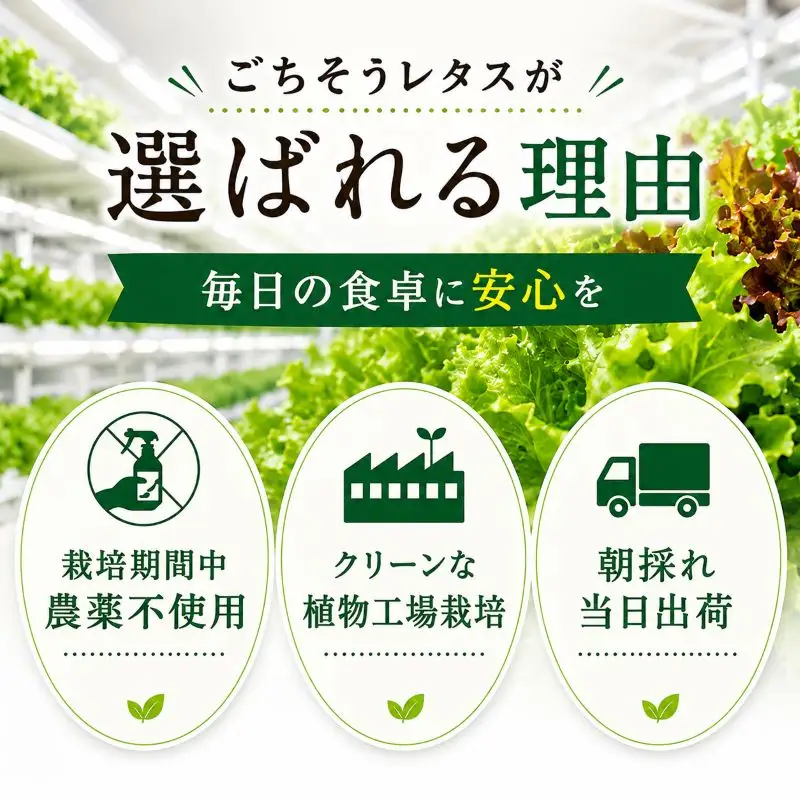 【朝採れ発送】ごちそうレタス 3種食べ比べセット（8袋・栽培期間中農薬不使用）
