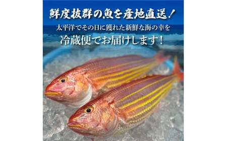 土佐のお刺身盛り合わせ 3～4人前程度 朝獲れ 海鮮【お刺身盛り合わせ】