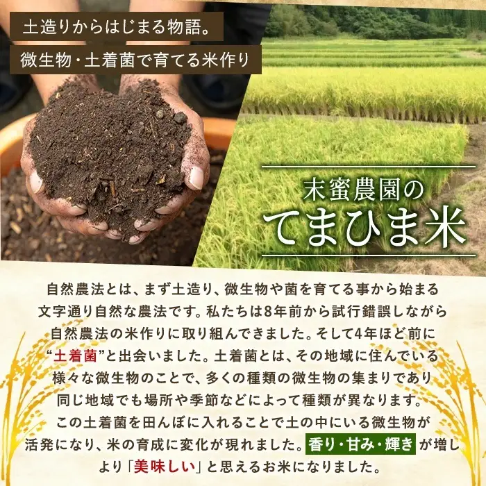 K-198-G 【12回定期便】令和7年産 てまひま米(品種:にこまる)(計60kg：5kg×12回)【末蜜農園】霧島市 お米 精米 白米 米 こめ コメ ご飯 ごはん 定期便 栽培期間中農薬不使用