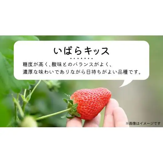 【 先行予約 】 いばらキッス ( 2パック )　特大 デラックスサイズ 【 2027年1月から発送開始 】 (常陸太田市 共通返礼品 ) 