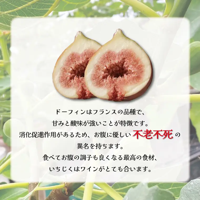 イチジク苗木　1年物【なえぎ 観葉 植物 いちじく 自宅 ポット ドーフィン 茨城県 鹿嶋市】