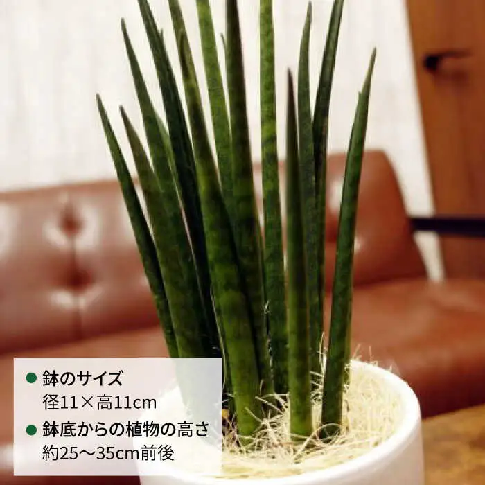マイナスイオン発生植物 『サンスベリア・バキュラリス』 糸島市 / cocoha 観葉植物 グリーン インテリア [AWB036]