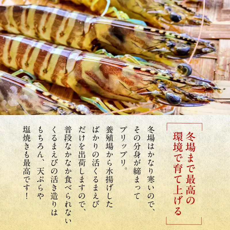 丹後の活きくるまえび 300g（9～14尾） えび