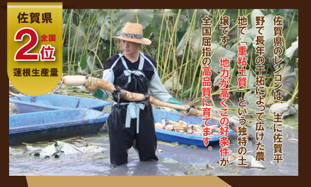 【先行予約】佐賀県産泥付きレンコン（2kg） 蓮根 レンコン 野菜 れんこん A070-029