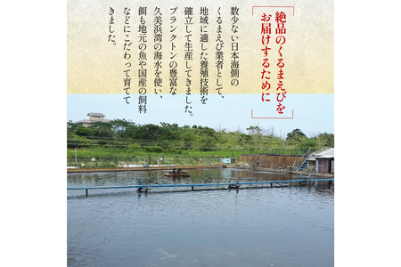 丹後の活きくるまえび 500g（15～25尾） えび
