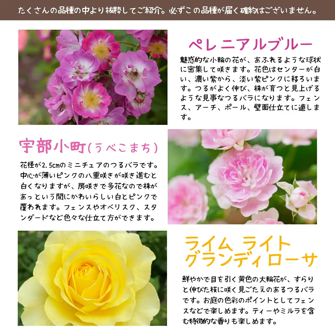 花巻温泉バラ園で育った「つるバラ大苗」7号サイズ -園長におまかせ-  【1915】