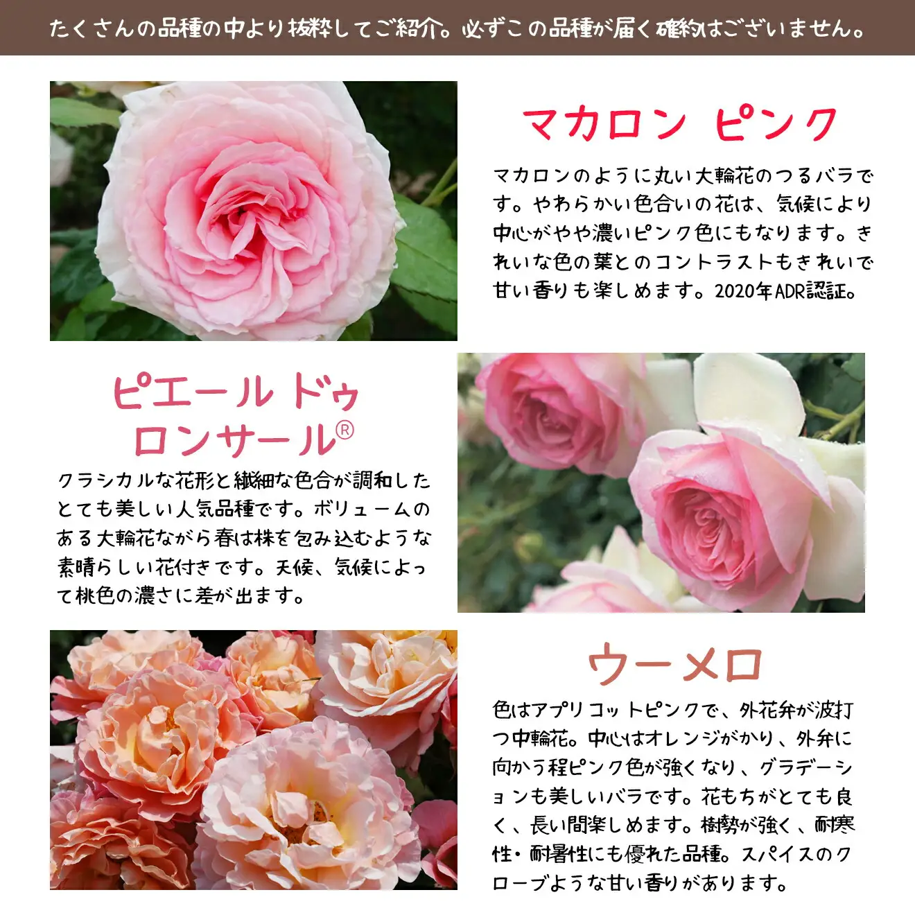 花巻温泉バラ園で育った「つるバラ大苗」7号サイズ -ピンク-  【1916】