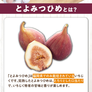 福岡県産 いちじく とよみつひめ 1.2kg 〔Fx013〕