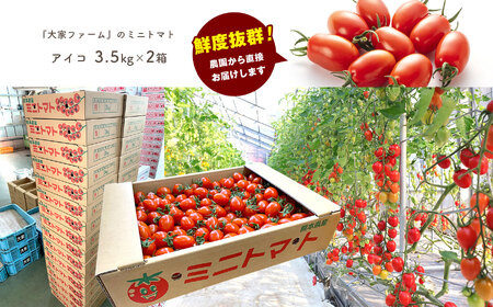 『大家ファーム』のミニトマト アイコ 3.5kg × 2箱 | 野菜 やさい ヤサイ トマト とまと ミニトマト 7kg 大家ファーム 熊本県 玉名市
