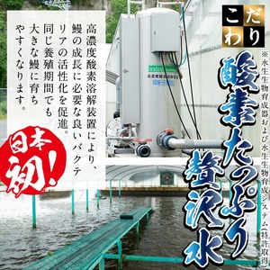 日ノ本一の鰻の蒲焼き＜極特大＞1尾(約308g以上) うなぎ 鰻 ウナギ 国産 鹿児島県産 九州産 蒲焼き 冷凍 うな重 ひつまぶし a5-281