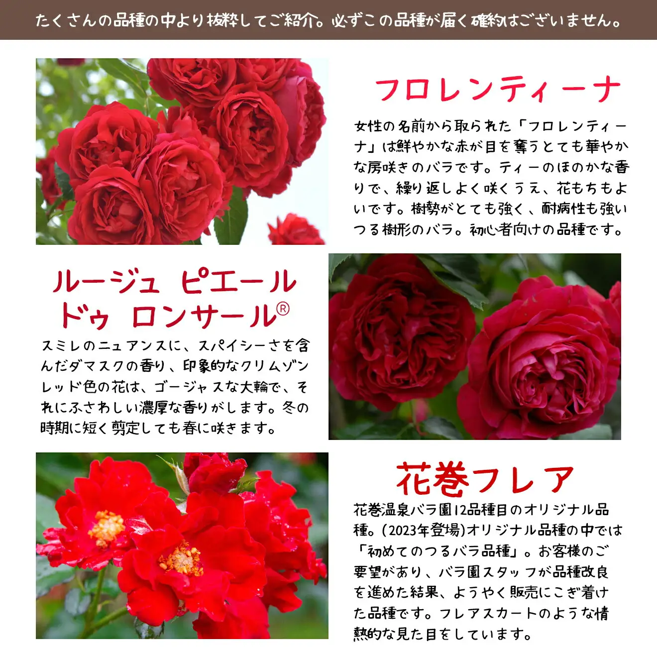 花巻温泉バラ園で育った「つるバラ大苗」7号サイズ -赤-   【1917】