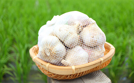 にんにく 《先行予約・2026年発送》 最上伝承野菜 【最上赤にんにく】 450g（玉）（M、L、2Lサイズ混合） ニンニク 薬味 ガーリック F3S-2483
