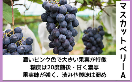 京都三和・丹波ぶどう(マスカットベリーA・1kg) 甘い 濃厚 大粒