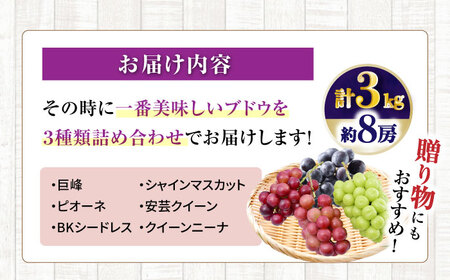 【先行受付】8月下旬より順次発送 旬のブドウ　3種詰め合わせ　約3kg　箱入り / ぶどう シャインマスカット しゃいんますかっと  フルーツ ふるーつ 果物 / 大村市 / 大又農園 [ACZO004]