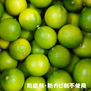 【2026年10月上旬から順次発送】ライム 1kg 中島みかん農園｜柑橘 果汁酸味 果物 くだもの 果実 国産 フルーツ 有名 愛媛 松山 瀬戸内 ビタミン 美味しい 生産者 直送 産直 無添加 ライムサワー ジュース チューハイ【NM021】
