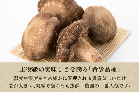 【2026年先行予約】【訳あり】生しいたけ 笠開き 約1.3kg（24〜40個）《10月中旬～順次出荷》