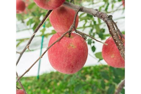 【2026年12月中旬発送】【訳あり】 りんご 約5kg サンふじ 青森県産 葉とらずりんご