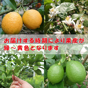 【冷蔵発送】 【2026年7月上旬から順次発送】家庭用 レモン 約1kg 中島みかん農園 ｜訳あり 柑橘 檸檬 果物 くだもの 果実 国産 フルーツ 有名 愛媛 みかん ブランド 愛媛県産 瀬戸内 ビタミン 美味しい 生産者 直送 産直 無添加 レモンサワー ジュース チューハイ【NM002_67】