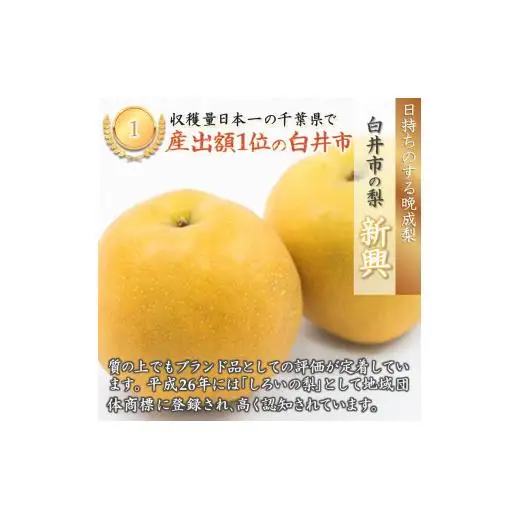 新興 5kg 7～12玉 しろいの梨 日持ちする梨 おすすめ 美味しい シャキシャキ食感