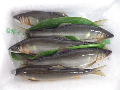 【鮎】天然 鮎 500g 冷蔵  